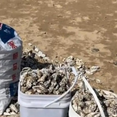 海蛎子加入“赶海套餐” 铺满海滩 有人拿桶来装！市民狂捞的海肠、虾从哪来？
