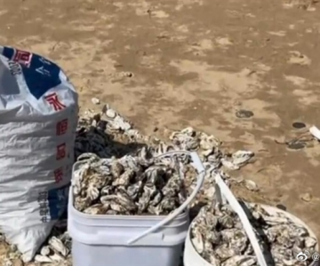 海蛎子加入“赶海套餐” 铺满海滩 有人拿桶来装！市民狂捞的海肠、虾从哪来？
